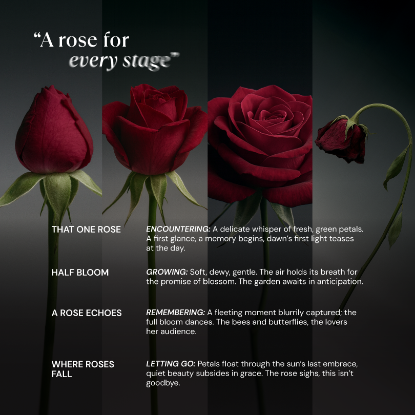 ROSE COLLECTION FRAGRANCE 50ml - A Rose For Every Stage
