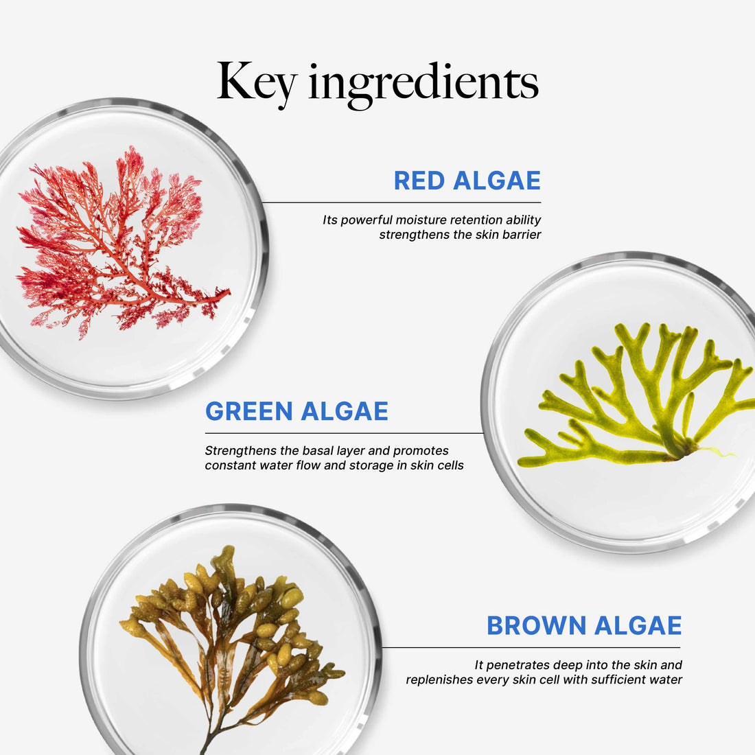 CLEF Hydration Must-Haves Set